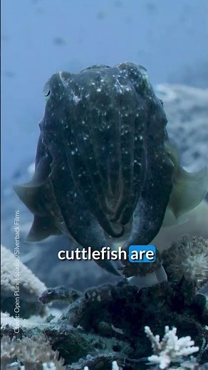 How do broadclub cuttlefish disguise themselves?