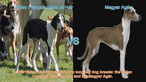 Comparing Chien Français Blanc et Noir vs. Magyar Agár: Breed Characteristics and Traits