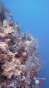 13K views · 484 reactions | Amazing soft corals of the Blue Hole — vibrant, alive, and full of color! Every dive here is a journey through nature’s underwater masterpiece. #BlueHole #SoftCorals #UnderwaterParadise #RedSeaDiving #coralreef #ScubaLove #OceanVibes #DiveWithUs #FollowAndShare | Red Sea Diving | Facebook