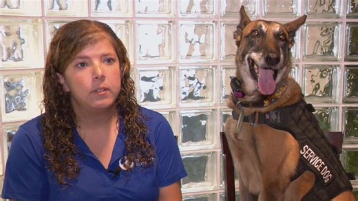 Service dogs vs. emotional support animals: Key differences in public spaces