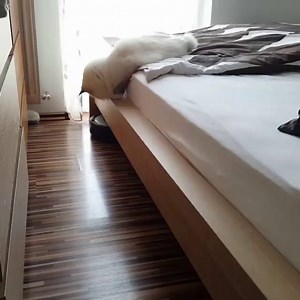 60K views · 18 reactions | Now you see him, now you don't. Emma the...