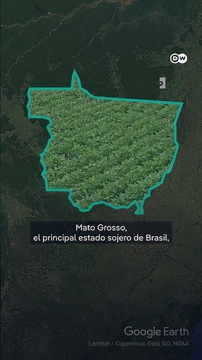 ¿El fin de la Amazonía? La soja amenaza al mayor pulmón del planeta