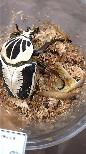 Huge Monster Goliathus Beetle - Goliathus regius