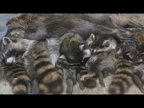 skinning racoons...take 4!!