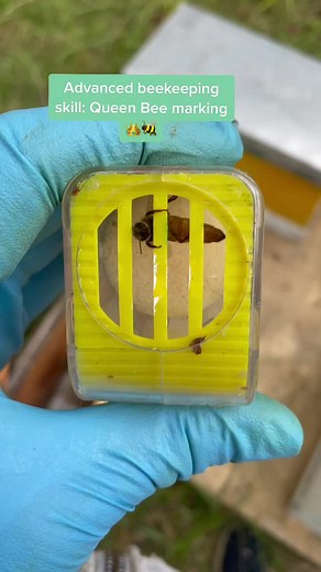 Marking Queen Bee - Advanced Beekeeping Skill