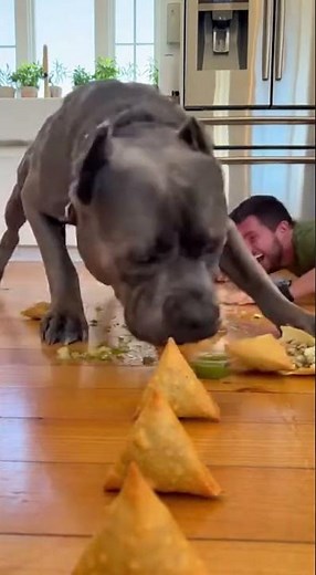 When Small Dogs Act Brave and Big Dogs Panic 😂