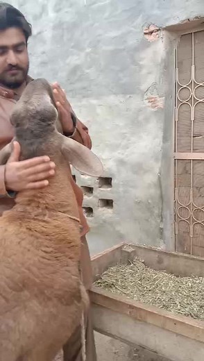 sheikh ali (@sheikhali_89)’s videos with original sound - صغریٰ حُسین جعفری🧕🌸