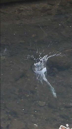 カワセミの飛び込み。水中を泳ぐ【野鳥撮影】