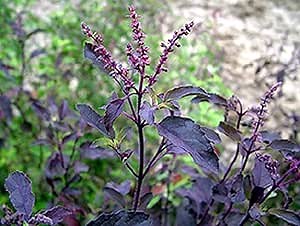 Holy Basil Seeds for Planting Outdoors, 3000+ Seeds Tulsi Holy Basil Seeds