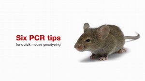Six PCR tips for quick mouse genotyping - Scientific Videos | Thermo Fisher Scientific US