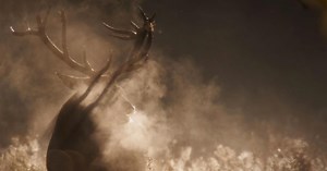 Ireland's Wild Coast:Ireland's Ancient Deer