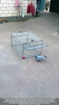 DIY Pigeon Trap Risks : Zinc Cages & Humane Fixes