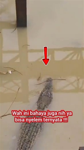 Buaya Timbul Tenggelam !!! Buaya Di Sungai Kuning Yang Dalam !!! Mencari Mangsa !!!