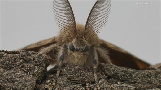 Washington Ag officials working to eradicate invasive spongy moth