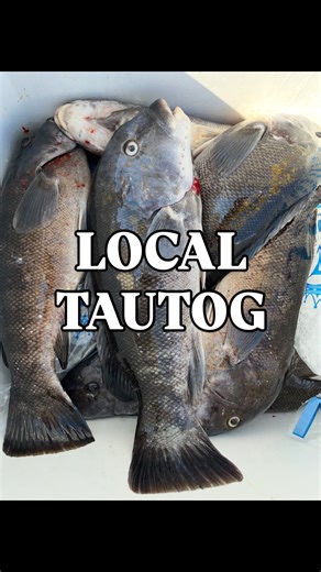 Local beautiful tautog in the market today. They may look like a bruiser but these absolutely delicate fish make for one of the north east’s best tasting fish #greenpoint #greenpointfish #seafood #fishmarket #happyhour #blackfish #tautog | Greenpoint Fish & Lobster Co.