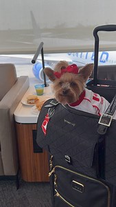 Ever dress your dog to match the country you’re visiting—or the one you love most? 🇨🇦🐶✈️ Emily wore her Canada jersey from @parisianpet on this travel day, and yes… we have a growing collection for all her international adventures. Because when you’re the world’s most well-traveled dog, you’ve got to pack accordingly. 🌍🐾 Use our code NYCYORKIEGIRLS to get your pup travel-ready too—jerseys, tees, and adorable outfits that make every destination feel extra special. Whether you’re repping your