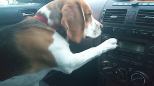 My beagle turns on the car radio like a pro