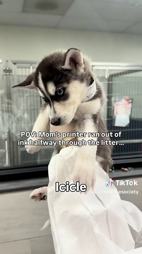 Husky Puppies Available for Adoption at Spring Event