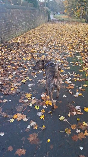 Bonnie and Kobe 🐕💜 | Barkin' Mad