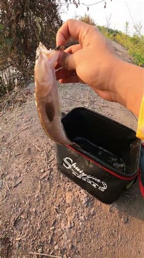 Trường hợp j đây mọi người #shortvideo #cuoccauca