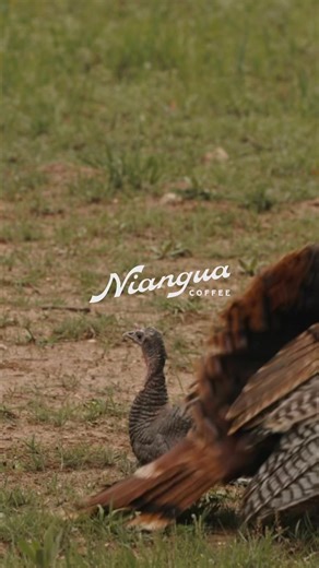 When that morning coffee hits just right! The little Jake’s always put on a good show! #turkeyhunting #mossyoak #bottomland #nianguacoffee #turkey