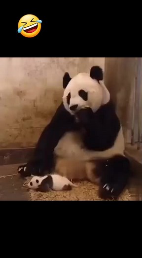 AnimalTimeTikTok on TikTok