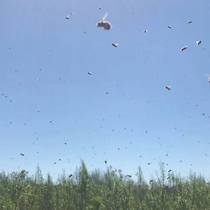 4.5K views · 71 reactions | Slo-mo bees are the best!!! #bees #honeybees #slomo #slowmotion #beekeeping #insects #insectsofinstagram #buglove #entomology #pollinators #beestagram #savethebees | Texas Beeworks | Facebook