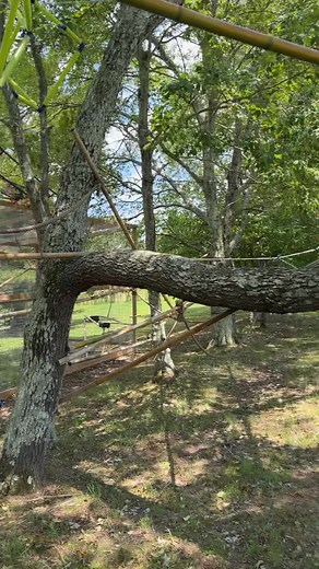 51K views · 2K reactions | I can always count on Rooster to make me laugh. Wait for it…  #funny #reels #funnyreels #fbreels #funnyvideos #reelsviral #share | Our Life Adventures | Facebook