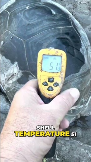 What the Tortoise Shell Doesn’t Tell You During Winter