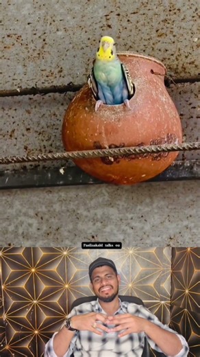 വൈറൽ കിളി 😂 #trending #pets #animallovers #viralshort #funny #ownvoice #reaction #animallovers