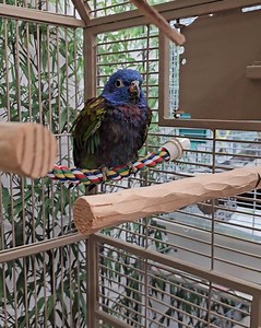 21K views · 1.9K reactions | Merry, a male Blue Head Pionus vocalizing. | Ginger's Parrot Rescue | Facebook