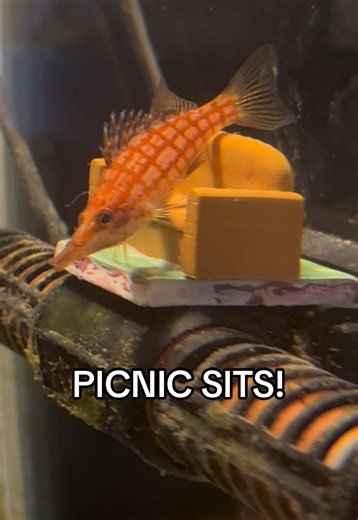 YAY PICNIC! what type chair should i print off next? i’ve got a cute shell one lined up #picnicthefish #3dprinter
