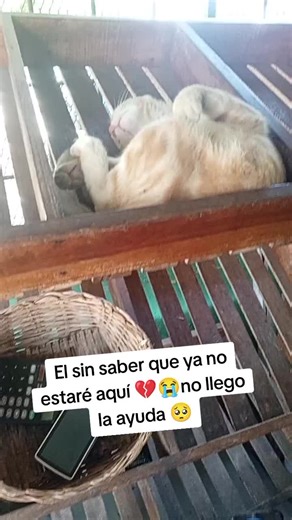 Videos de ꧁🍒єℓ ƒяυтєяσ ∂є тяση¢σηαℓ 🍒꧂ (@el.frutero.de.tron) con “sonido original - asv.music”