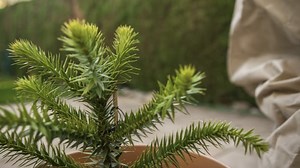 Araucaria, Plant, Grow, Botany