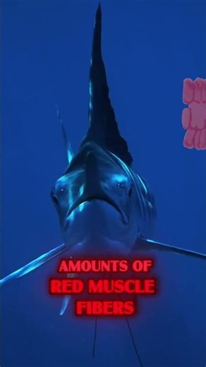 Why blue marlin resist fishing lines for so long.