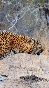 Rasping Leopard Shows Off its Voice Watch as this leopard shows off its impressive rasp. A unique sound that is one of the most iconic noises in the African bush! | Latest Sightings - Kruger