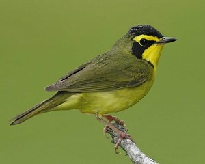 Kentucky warbler - Alchetron, The Free Social Encyclopedia