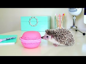 Cute Hedgehog Compilation ~ Hedgehog Escape & Giant Macaron