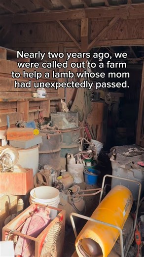 It’s been awhile since we did an intro to our sweet, tiniest sheep, Turkey! Her second birthday AND her rescueversary are coming up in about a month, so this seems like as good a time as any. Turkey was born on a meat farm, and when she was only a week old her mom unexpectedly passed away from bloat after accidentally being fed horse grain. The farmer (who had bred Turkey but didn’t want to bottle feed her) reached out to @boochaces, who contacted us. Turkey has been an absolute ray of light sin