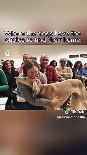 Where the dogs have the choice to find their home-1. #DogChoosesYou #AdoptionStory #RescueDog #AdoptDontShop #Wholesome