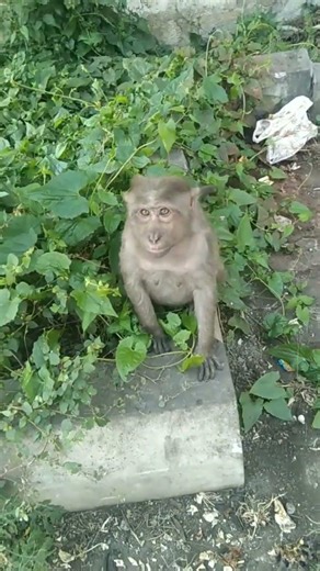 🔥 Shimoga’s Famous Punch Monkey Goes Viral!