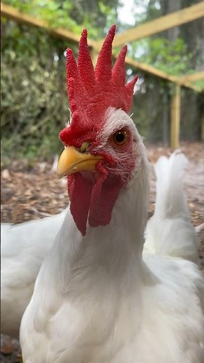 13 1/2 week old cockerel crowing. White leghorn. #rooster #whiteleghorn #cockerel #chickens