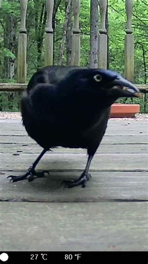 Crow chirping sounds at the deck #crow #birds