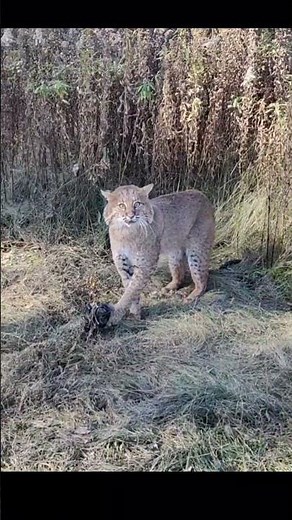 Trapping PA Bobcats! #bobcat #trapping