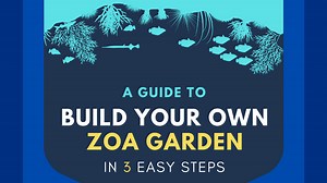 Step-By-Step Guide For The Perfect Zoanthid Garden In Your Saltwater Aquarium