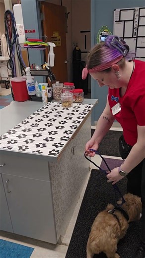 Placing a medium dog on an exam table