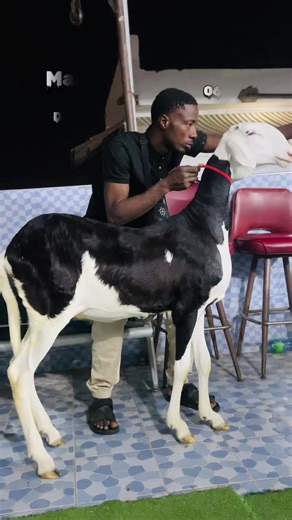 #viral_video #record #meunaner #tarbambaye @✪Le Photographe Des Éleveurs📸 @DIAGNE JR ELEVER❤️ @@𝙀𝙡__𝙎𝙖𝙠𝙚𝙬𝙚 𝘿𝙂✪ @Ouattara🇸🇳🫶🏻🐏🇨🇮