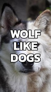 3.6K views · 285 reactions | Top 3 dog breeds that looks like wolves! . . . . #wolf #wolves #dog #dogs #doglover #top3 #everythingtop3 | Top 3 | Facebook