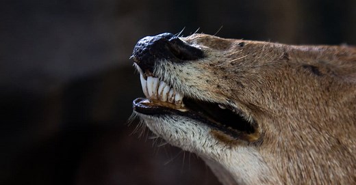 Deer Teeth: Everything You Need to Know