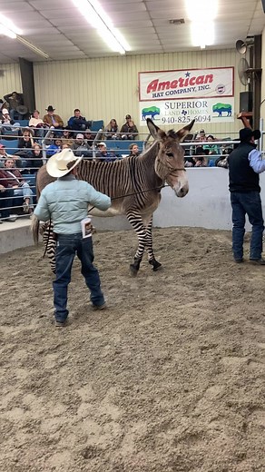 5.6M views · 49K reactions | 퐒퐎퐋퐃 LOT #101 $9,800Thank you for choosing Bowie Texas Livestock! ....#BowieTexasLivestockBarn #January7th #Catalog #Open #JustBowieThings #Ranch #Horse #Paint #Draft #Pony #Mule #Donkey #APHA #AQHA | Bowie Texas Livestock: Consignment Horses | Facebook